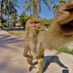 Monkey Island & Orchid Island Tour, Nha Trang