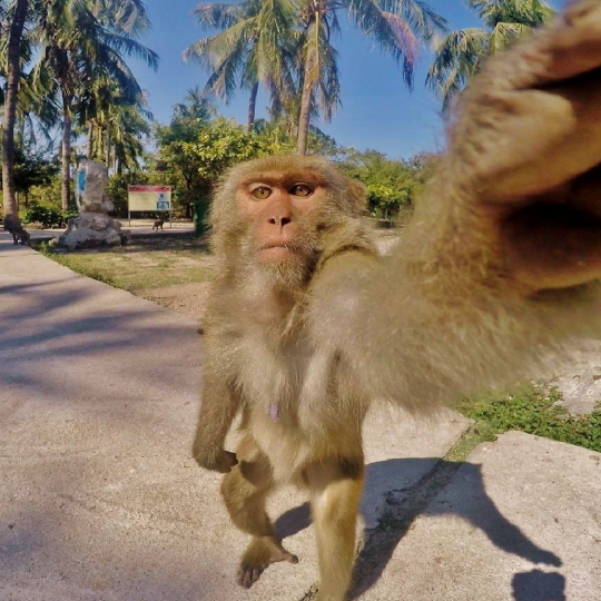 Monkey Island & Orchid Island Tour, Nha Trang