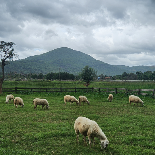 Tour Jeep Sa Mạc Phan Rang - Bình Minh - Ghép/ Riêng - Đón Tại Khách Sạn