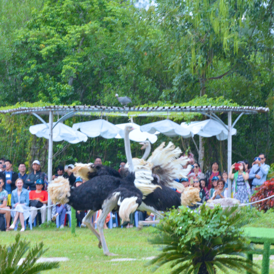 Monkey Island & Orchid Island Tour, Nha Trang