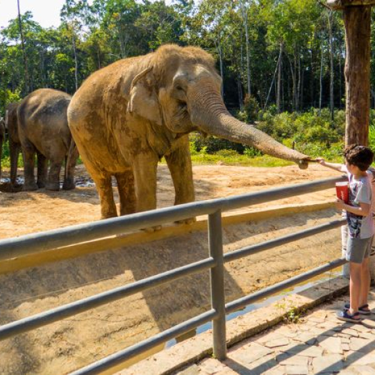 Phu Quoc Vinpearl Safari Zookeeper Tour – Feed The Animals & Experience Being An Animal Caretaker!