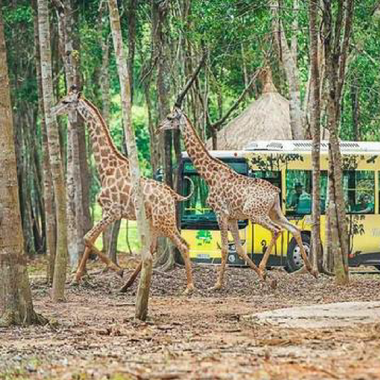Phu Quoc Vinpearl Safari Entry Ticket – QR Mobile Ticket
