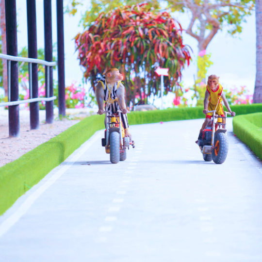 Monkey Island & Orchid Island Tour, Nha Trang