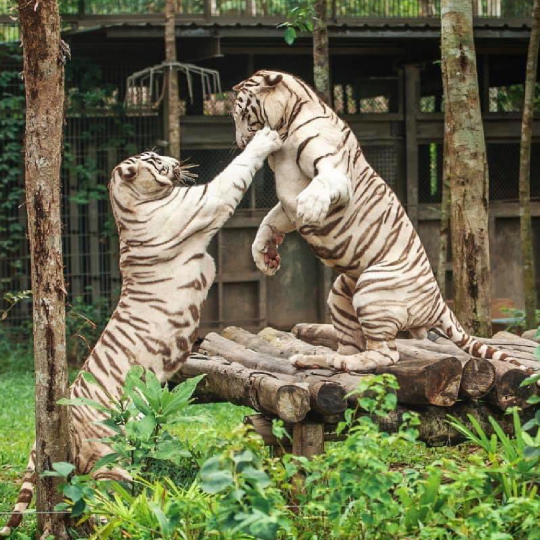 Phu Quoc Vinpearl Safari Entry Ticket – QR Mobile Ticket